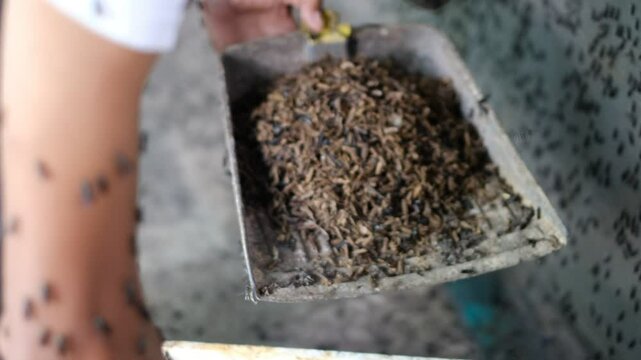 Close up of harvesting black soldier fly larvae at an insect farm for animal feed.