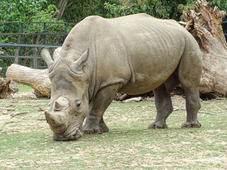 Obraz premium White rhinoceros at the zoo. Rhino