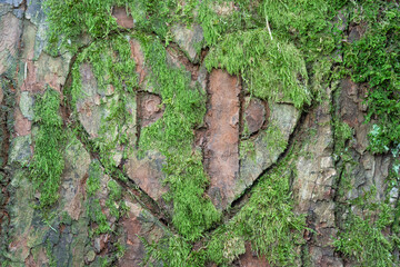 Love heart initials carved in tree bark with moss. Lovers first letters P and P 