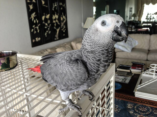 8 month old African Grey parrot © Paul