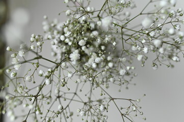 snow covered branches