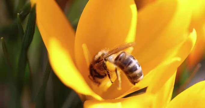Honey bee gathering pollen inside yellow crocus flower