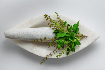 Close-up of fresh Organic Green Holy Basil or Rama Tulsi (Ocimum Sanctum) leaves, on white marble mortar and pestle, isolated on a white background. 