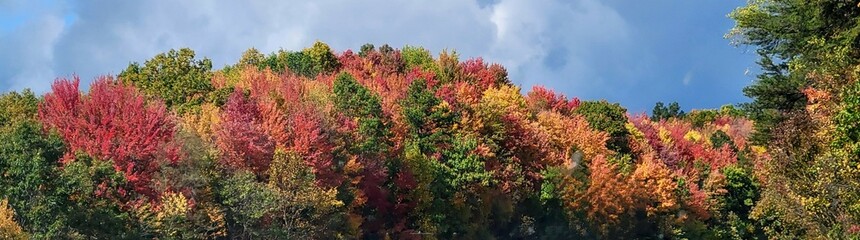 Autumn colors in the trees