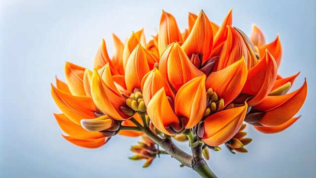butea monosperma flower isolated on white background low angle view