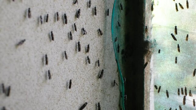 The mature Black Soldier Fly (Hermetia illucens) in the insect farm