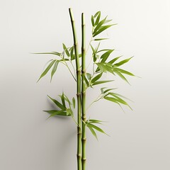 A Bamboo Plant Gracefully Isolated on a Clean White Background
