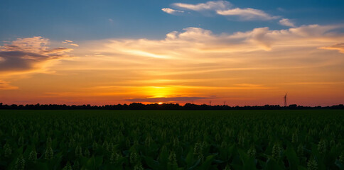 a vibrant green soybean field, golden sunset skies, lush nature landscape