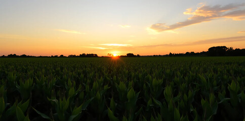 a vibrant green soybean field, golden sunset skies, lush nature landscape