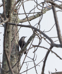 European starling perched in a tree