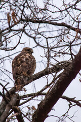 juvenile red tail staring me down