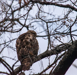 juvenile red tail in a tree at dusk