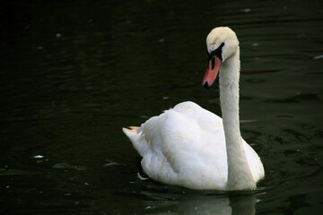 A view of a Mute Swan on the water