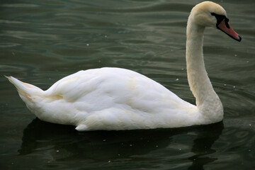 A view of a Mute Swan on the water