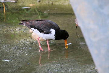 A view of an Oystercatcher