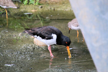 A view of an Oystercatcher
