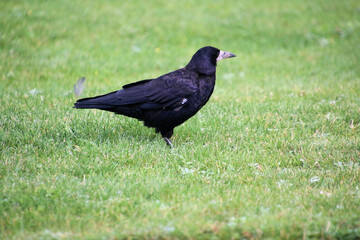 crow on the grass