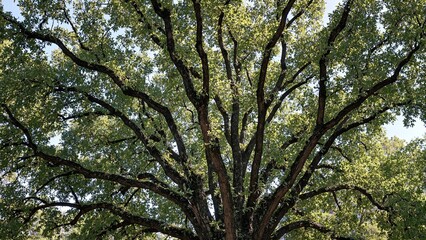 Obraz premium Lush tree canopy symbolizing unity