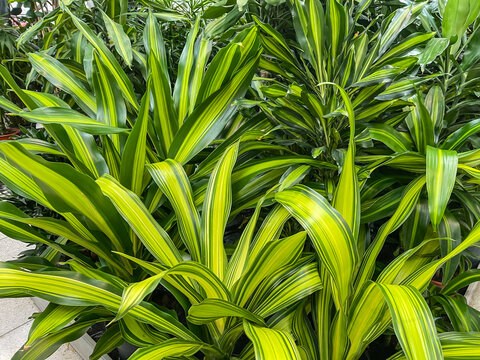 tropical Dracaena fragrans Charley Kopf, Indoor, houseplants plants on display for sale in garden center, full frame