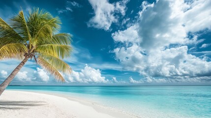 Freedom tropical beach background. Beautiful palm tree over white sand beach.