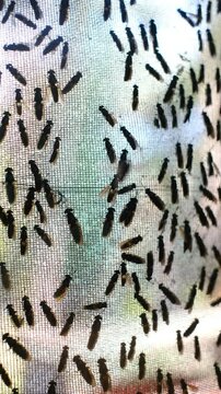 The mature Black Soldier Fly (Hermetia illucens) in the insect farm