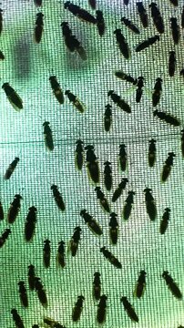 The mature Black Soldier Fly (Hermetia illucens) in the insect farm