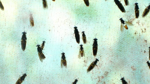 The mature Black Soldier Fly (Hermetia illucens) in the insect farm