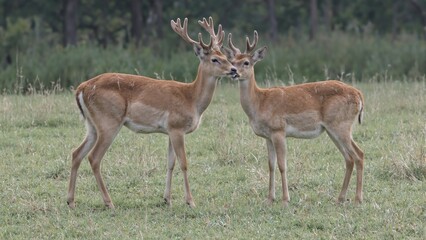 Naklejka premium Peaceful deer duo in serene forest setting embodying companionship and natures tranquility