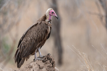 Hooded Vulture perched on a termite mound