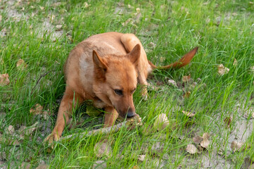 Alert Brown Dog Lying on Grass Outdoors Thankful For My Dog Day