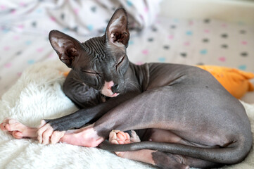 Relaxed Sphynx Cat Lounging on Soft Bed
