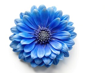 Obraz premium Blue flower isolated on white background aerial view