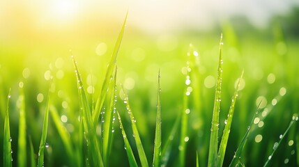 Obraz premium Green grass, natural outdoors. Spring and Summer Background. Lush green paddy in rice field with bokeh