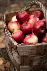  Red apples in a wooden basket, placed among colorful autumn leaves. This rustic image highlights the beauty of fall and the joy of harvest season, perfect for autumnal themes.
