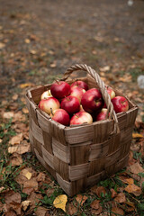Red apples in a wooden basket, placed among colorful autumn leaves. This rustic image highlights the beauty of fall and the joy of harvest season, perfect for autumnal themes.