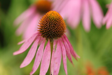 beautiful pink coneflower, pretty pink flower with pollen pistil, pink petals and green leaves in the background