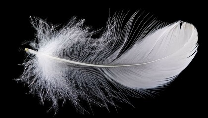 white feather on black