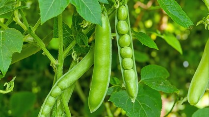 Fresh green peas in pods growing on vine vibrant and lush with delicate tendrils and leaves