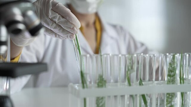 Unknown scientist wearing a lab coat, white gloves and protective face mask, is holding a test tube with plants inside, close up. Science and medicine concepts