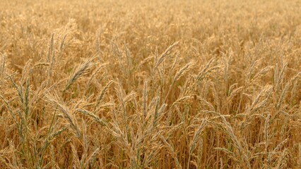 Fototapeta premium Ripe barley field under the golden sun