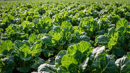 Vibrant spinach leaves ready for harvest in a sunlit field