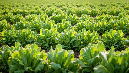 Fresh lettuce heads growing in rows under morning sun