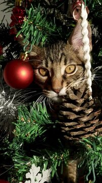 Vertical slow motion of a funny and adorable kitten during the holiday season, playfully breaking modern Christmas decoration, festive pine tree adorned with holiday Xmas ornaments, New Year decor. 