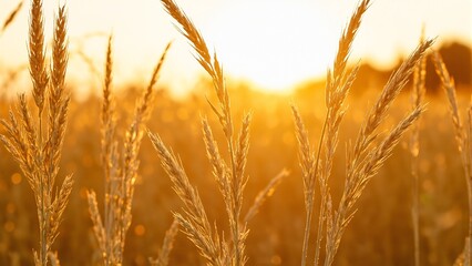 Fototapeta premium Ripe golden wheat field at sunset ready for harvest