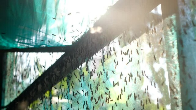 The mature Black Soldier Fly (Hermetia illucens) in the insect farm