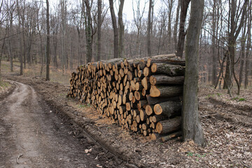 felling of the forest, wood for fireplace