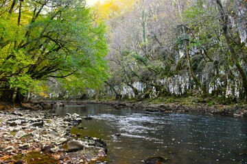 Reka river canyon in fall green foliage and leafless trees in Primorska, Slovenia