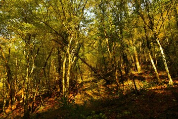 Fototapeta premium Autumn broadleaf, temperate, deciduous forest