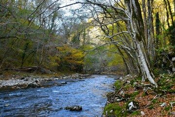 Reka river with autumn yellow colored foliage above in Primorska, Slovenia
