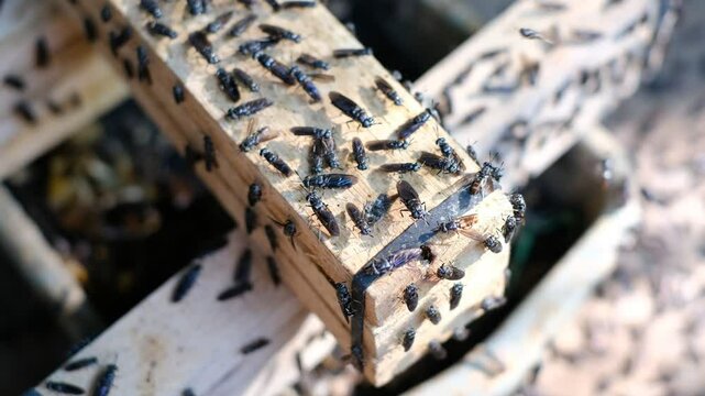 Mature Black Soldier Flies (Hermetia illucens) on wooden shelves provided for laying eggs at an insect farm